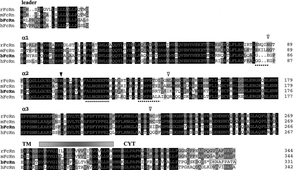 1892 CLONING AND CHARACTERIZATION OF THE BOVINE FcRn FIGURE 2. Domain-by-domain alignment of the predicted amino acid sequences for rat, mouse, bovine, and human FcRn -chains.