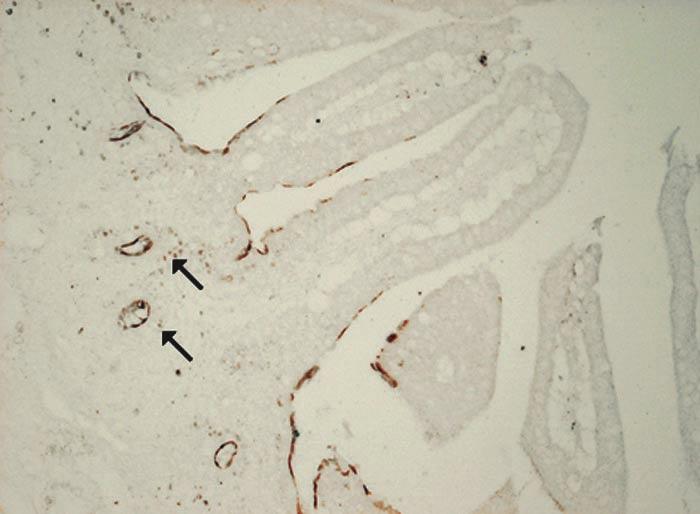 On samples derived postpartum day 1 (c), day 5 (d) and day 14 (e), the FcRn appeared mainly at the apical side of these cells.