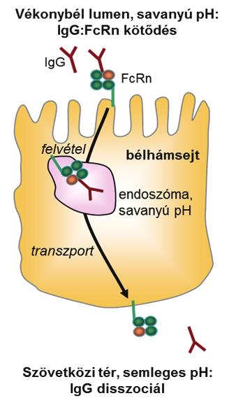 Bevezetés, irodalmi áttekintés A neonatális Fc receptor (FcRn) 6. ábra - FcRn közvetített anyai IgG transzport az újszülött rágcsáló vékonybélsejtjeiben (Roopenian and Akilesh, 2007).