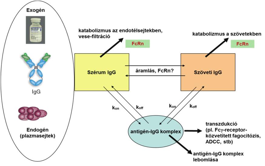 A komplexek transzcitózis révén keresztüljutnak a sejten, ezt követően exocitózissal a bazolaterális oldalra kerülnek, ahol a fiziológiás kémhatáson szétválik a receptor és a ligandum (6. ábra).