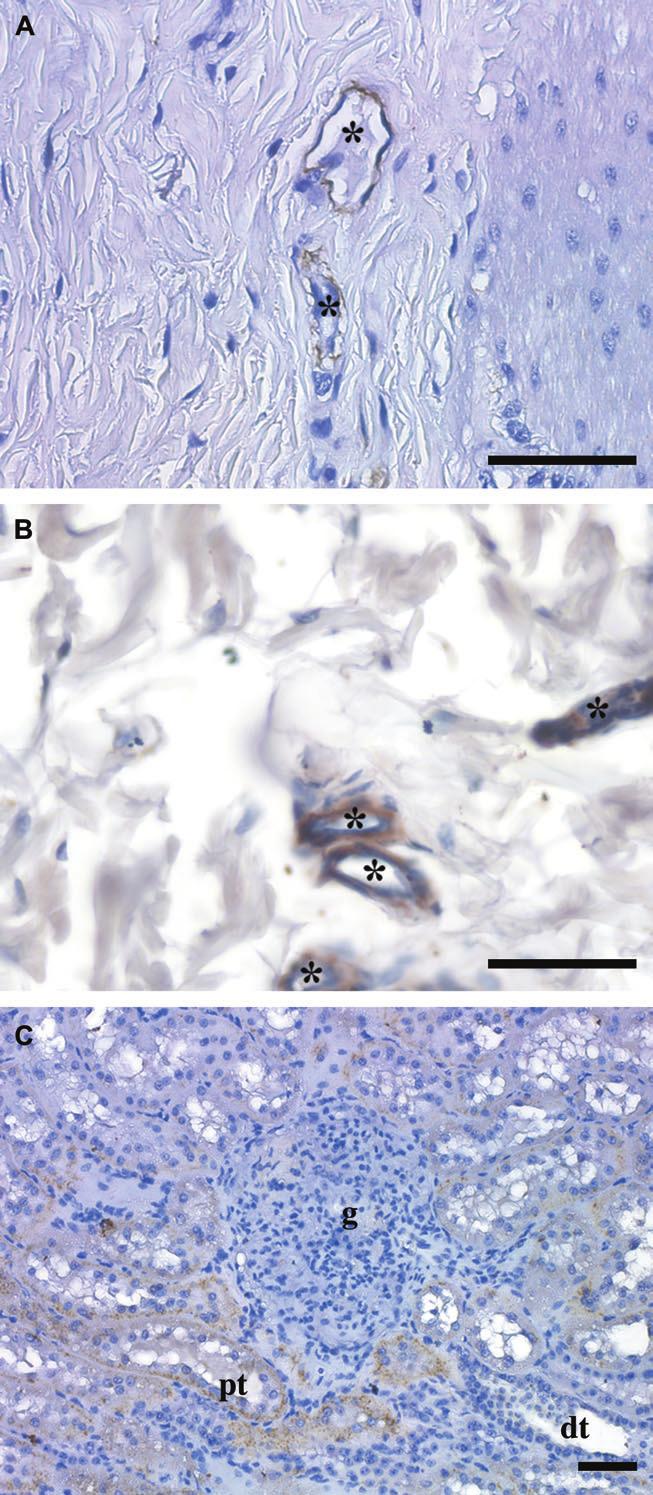 FcRn protects human IgG in the cattle 531 human IgG were injected and its levels in serum were measured with a sandwich ELISA.