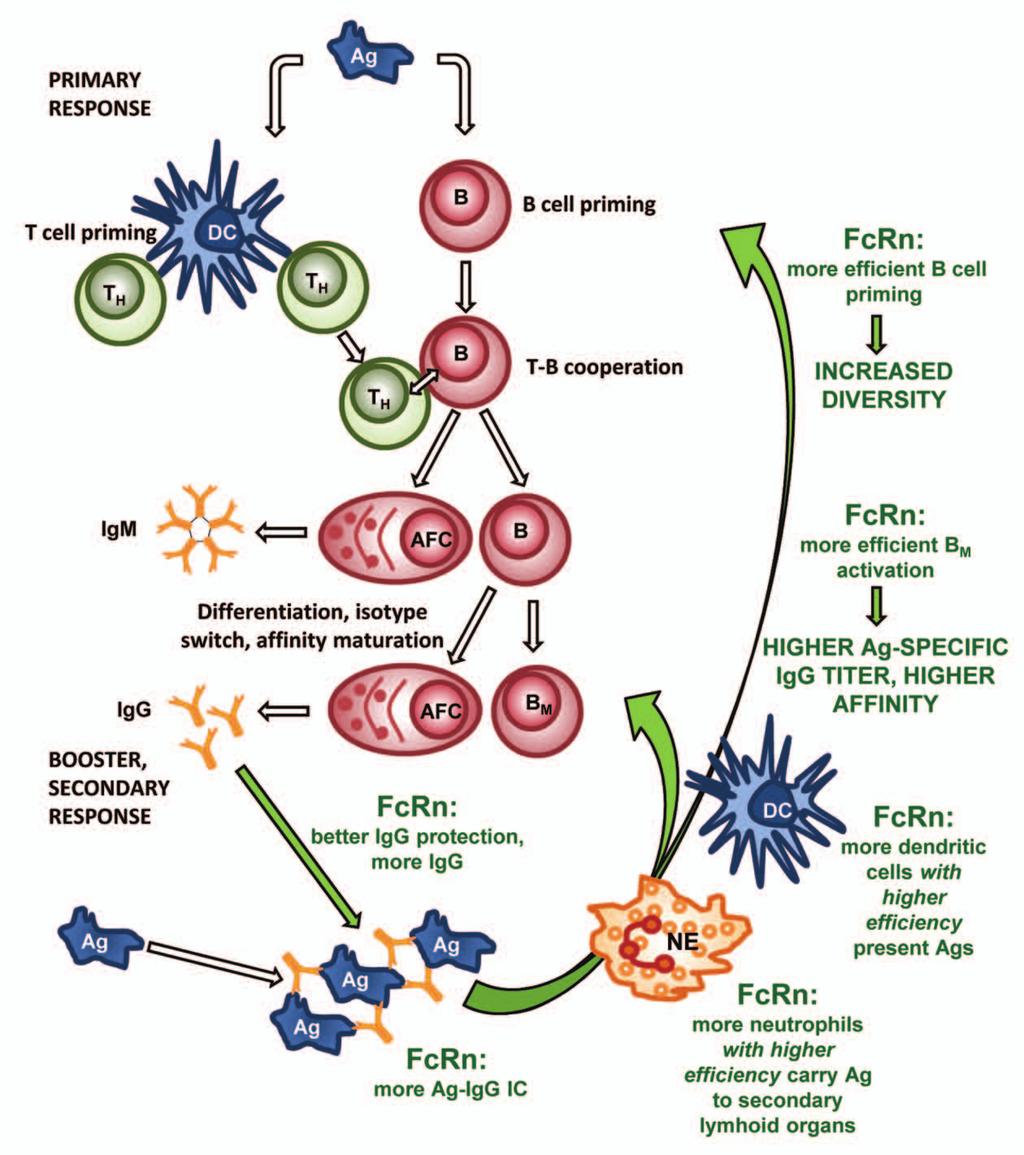 Figure 4. A proposed model for the role of FcRn overexpression in augmented humoral immune response.