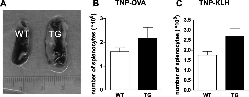 Author's personal copy 66 Z. Schneider et al. / Immunology Letters 137 (2011) 62 69 Fig. 2. Spleen and the number of splenocytes in TNP-OVA and TNP-KLH immunized mice.