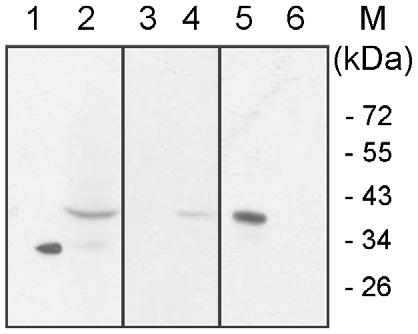 Boosted Ine Response in FcRn Transgenic Rabbits Figure 5. FcRn expression was evaluated in tissue sections from rabbit yolk sac, amnion and placenta from 23 dpc fetuses.