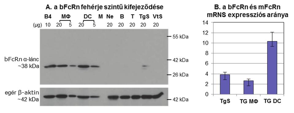 Eredmények és diszkusszió A bfcrn BAC Tg egerek előállítása és jellemzése 47. ábra A.