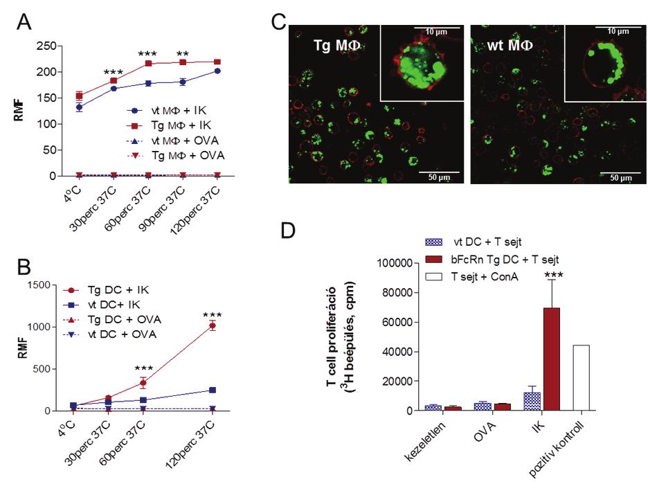 Eredmények és diszkusszió A bfcrn BAC Tg egerek előállítása és jellemzése csontvelői eredetű DC sejtek milyen mértékben veszik fel ezt az immunkomplexet.