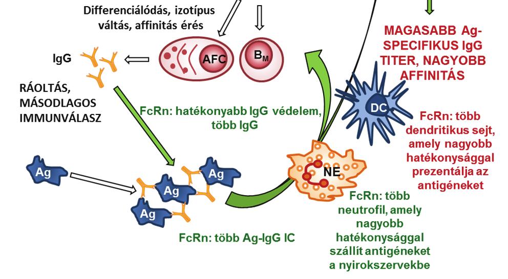 ábra Az FcRn fokozott kifejeződésének hatása a humorális immunrendszerre.