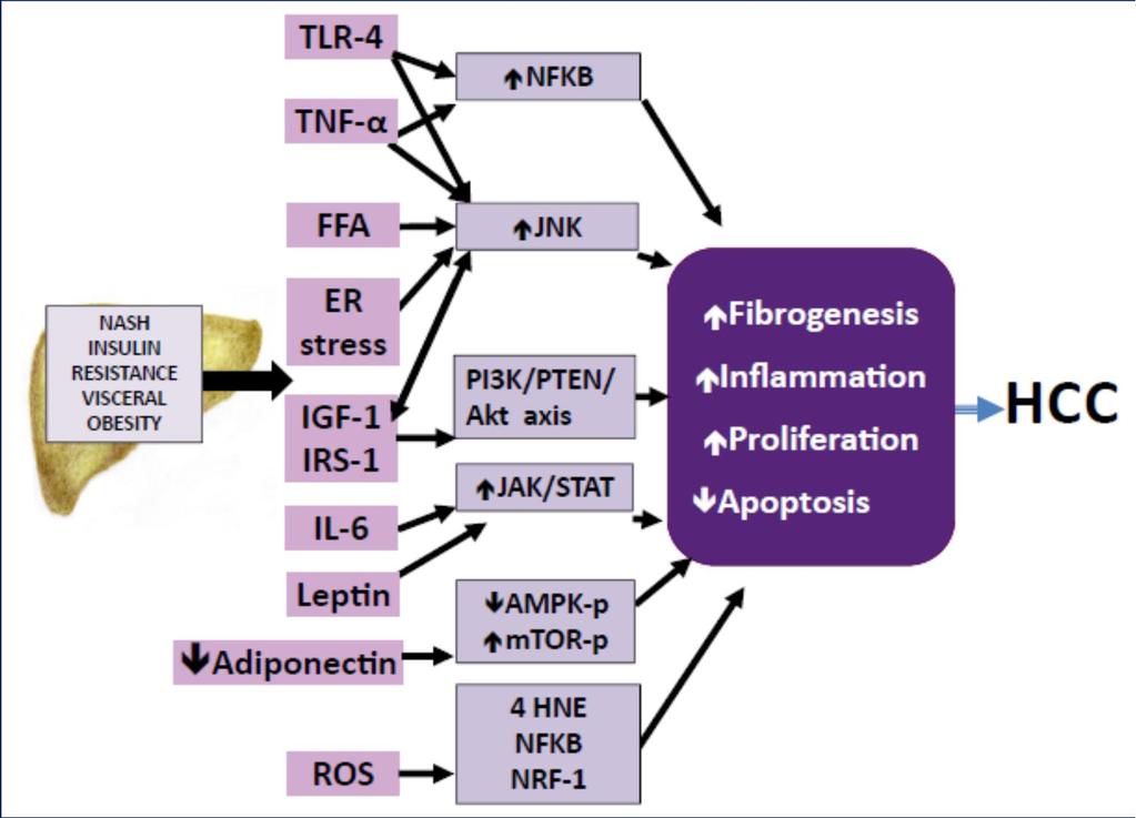 NASH és HCC A NASH-t és a HCC-t összekötő lehetséges útvonalak Az elhízással, inzulinrezisztenciával és NASH-sal összefüggő gyulladásos miliő többféle útvonal aktiválásához vezet, amelyek hátrányosan