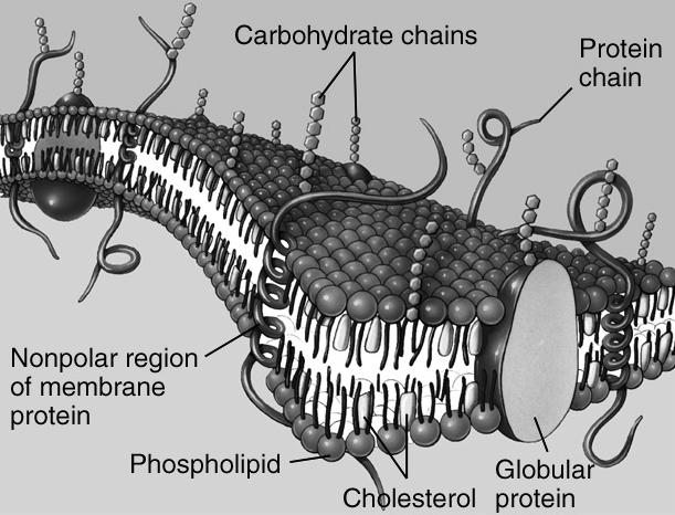 Membránok A biológiai membránok alkotórészei lipid természetű anyagok