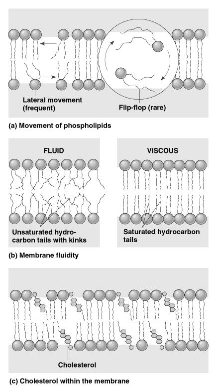 Membrán fluiditása Folyadék-mozaik membránmodell Sanger & Nicholson (1972) hidrofób kölcsönhatások tartják össze lipidek mozgása a membránban rotáció, laterális (oldalirányú( oldalirányú), flip-flop