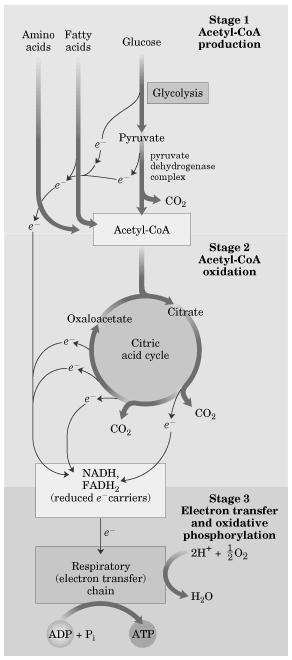 A szénhidrátok lebontása központi szerepű az anyagcserében, akárcsak a felépítésük. Minden lebontó út ide vezet. A központi molekula a glükóz, ezért először ennek lebontását nézzük meg részletesen. 3.