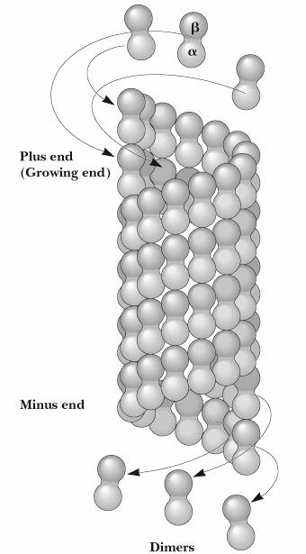 3. Mikrotubulusok heterodimerekből épülnek fel a tubulin két k t alegységb