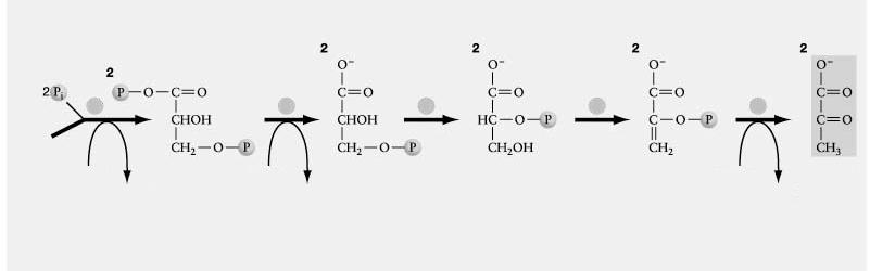 2 GA-3-P 6 7 8 9 10 2 NAD + 2 NADH 2 ADP 2 ADP 2 ATP 2 ATP GS-1,3-diP GS-3-P GS-2-P PEP Piroszőlősav Glükolízis (folyt.