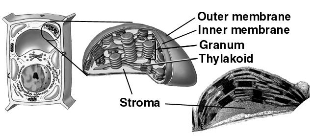 külső membrán belső membrán gránum