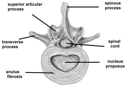 Chordaszövet Gerinchúr előgerinchúrosok és fejgerinchúrosok váza gerincesek embrionális fejlődésében megjelenik csigolyában kis maradvány nucleus pulposus nagy turgorú sejtek rugalmas gerincvelő