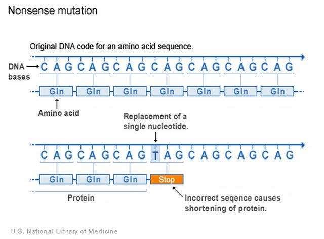 Mutációk gyakorisága, a mutációs ráta Az ivarsejtek képződésekor bekövetkező mutációk gyakoriságát fejezi ki.