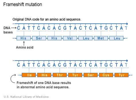 A mutációs ráta fajonként eltérő, diploid szervezetekben gyakoribb, egy fajon belül génenként változó, emberben átlagosan 10-5 es nagyságrendű.