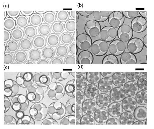 Multiple phase emulsions drops in drops in