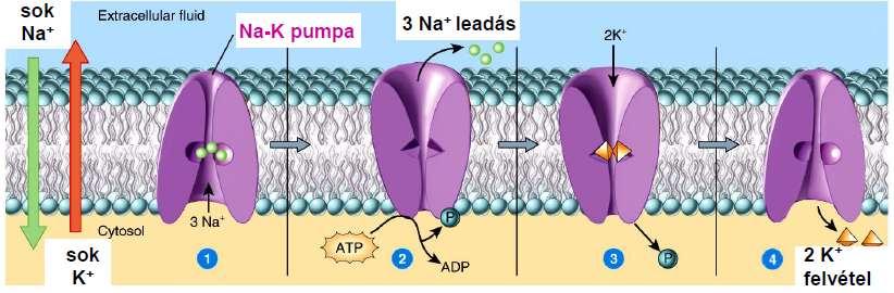 A pumpa működése döntően fontos: a sejt ozmotikus egyensúlyának és ezzel a sejt térfogatának és alakjának fenntartásában, (ha nem működik a sejt vizet vesz fel, duzzad, kipukkadhat), biztosítja a