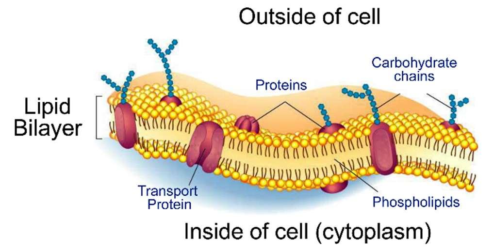 5 Biomembránok, a sejtszintű szerveződés határhártyái Minden sejt prokarióta, eukarióta sejt egyaránt - fizikailag elkülönül a környezetétől.