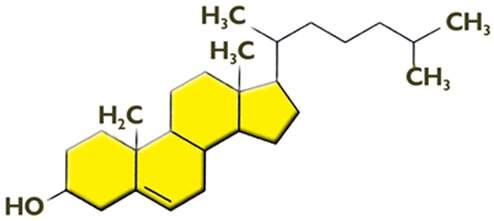 A koleszterin Apoláros felépítésű, szteránvázas vegyület, mely nem alkot kettős réteget, beékelődik a foszfolipid molekulák közé. Hatása, hogy némileg merevíti a membránt.