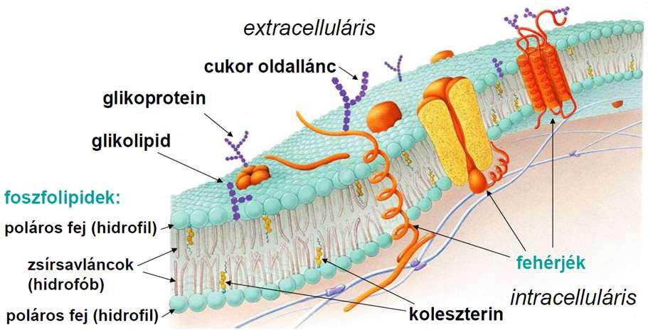 Ebben a lipidmolekulák a hidrofil pólusokkal a két vizes fázis felé néznek, így a membrán felszínei hidratálva vannak, míg a molekulák hidrofób láncai egymással létesítenek kapcsolatot.