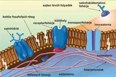 Az integráns fehérjék hidrofób részei a lipid kettősréteg hidrofób középső tartományához kapcsolódnak, ugyanezen molekulák hidrofil részei a membrán valamelyik felületén