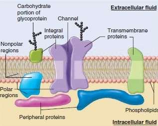 Az integráns fehérjék elhelyezkedésük szerint lehetnek: a membrán egyik vagy másik oldaláról a lipid rétegbe bemerülő, a membrán teljes vastagságát átérő transzmembrán fehérjék,