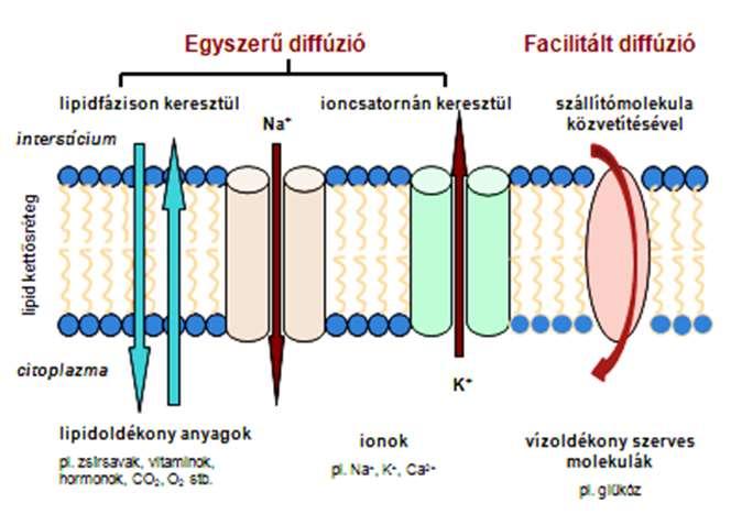 a membránban lévő szállítók segítségével (lehet passzív és aktív egyaránt), II.