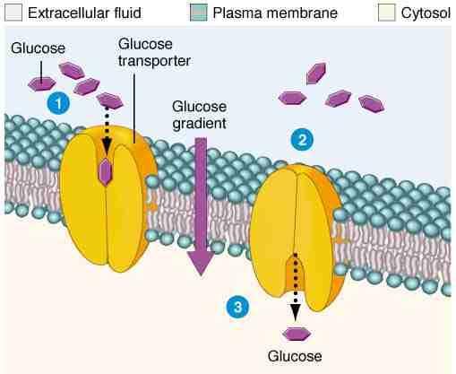 Facilitált könnyített - diffúzió A szállított anyag mindig a koncentrációgradiense által megszabott irányba mozog diffúzióval, passzív transzporttal, szállítók segítségével.