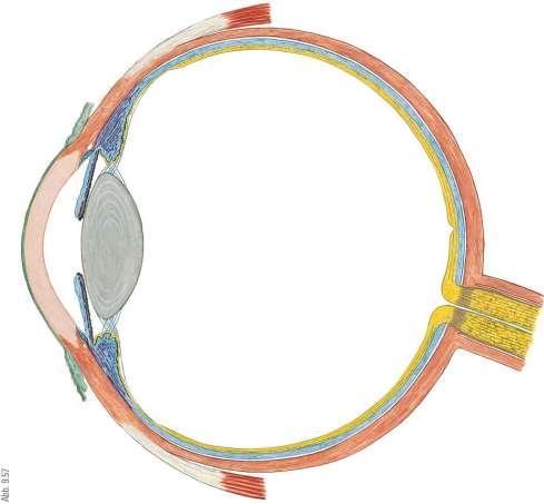 A szem fénytörő közegei Szaruhártya (cornea): a szem fénytörő képességének 2/3-áért felelős.