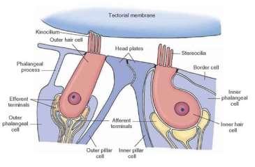 szőrsejtek sztereociliumai