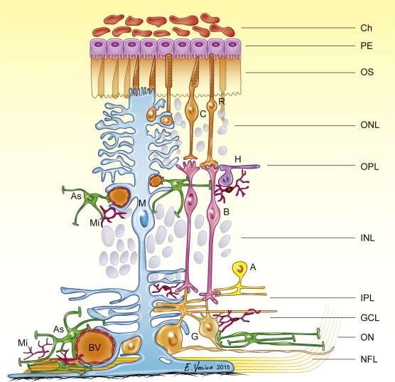 Retina rétegei fotoreceptor Pigmenthám Fotoreceptorok rétege Külső határhártya Külső magvas réteg Külső szinaptikus réteg