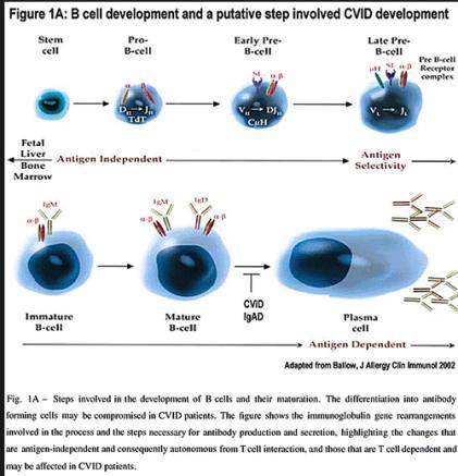 CVID esetén felmerülő diagnózisok Autoimmun myelitis Granulomatosis gyulladás Lymphoma Funicularis