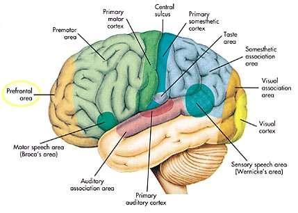 Agykéreg (Cortex cerebri) gyrus precentralis