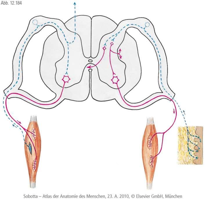 dorsolaterálisan az érzőrostok lépnek be hátsó szarv érző működésűek agykamrák folytatása a canalis centralis sulcus medianus posterior fehérállományi kötegek hátsó oldalsó