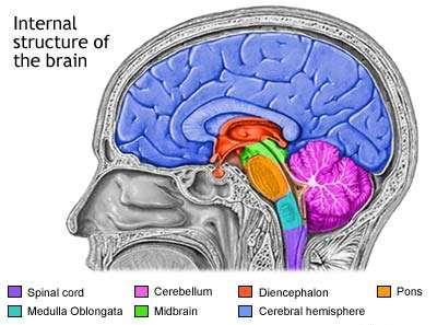 Diencephalon (Thalamus és Hypothalamus) Agy Telencephalon: Nagyagy (Cerebrum,)