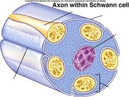 Myelinhüvely nélküli axonok PNS CNS