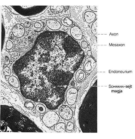 axon egy Schwann sejtbe ágyazódik be