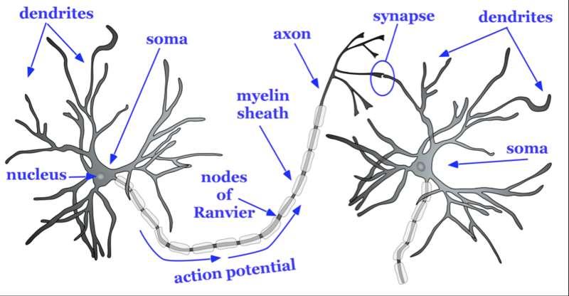 A neuron