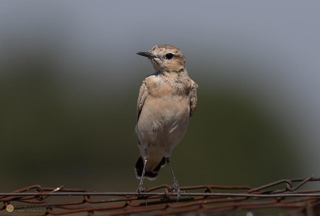 Pusztai hantmadár (Oenanthe isabellina) 2015. július 21.