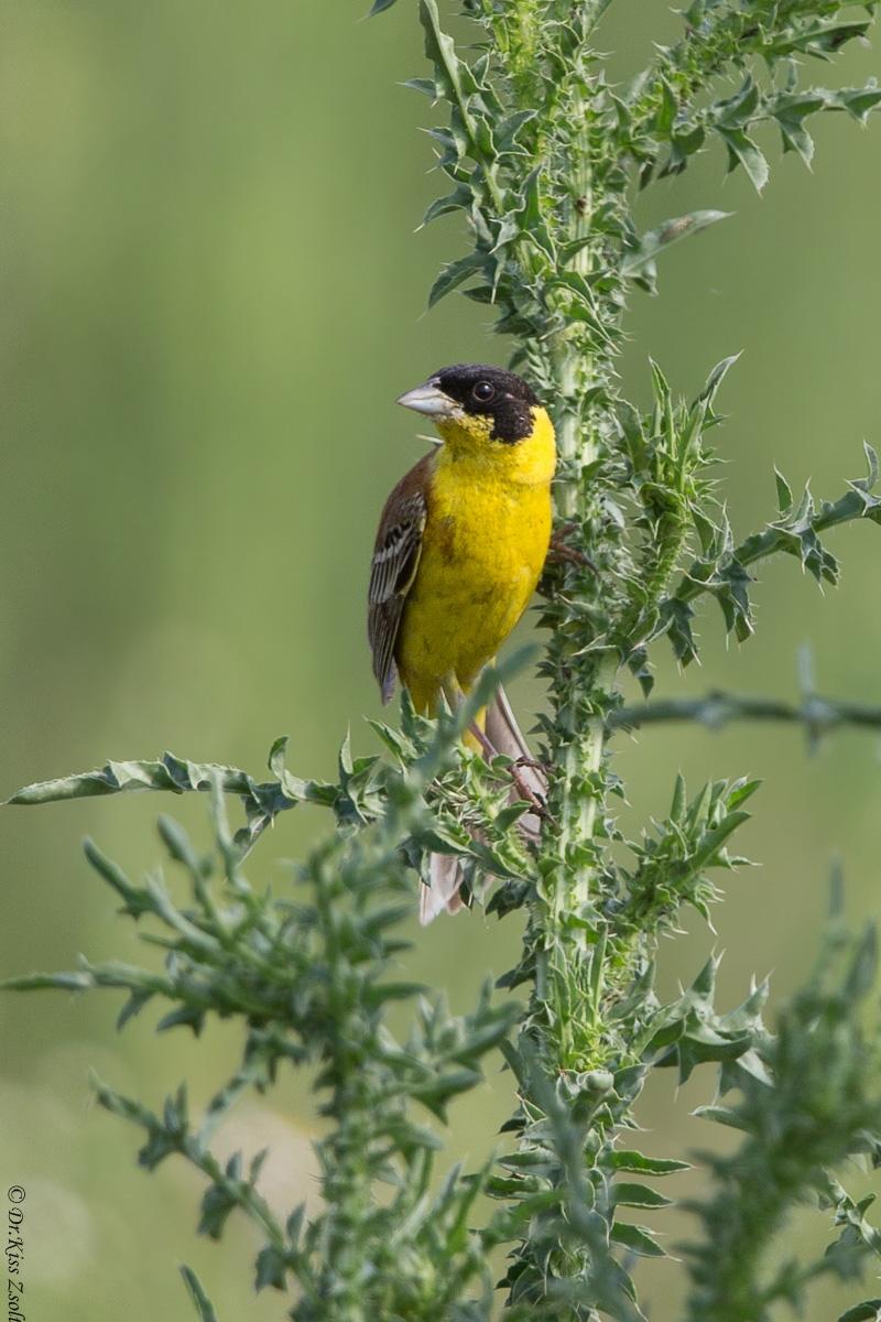 Berki veréb (Passer hispaniolensis) (a fészkelésen kívül: 1, költés: 1) 2015. május 1 10. Bácsborsód, belterület 1 hím pld. (Agócs Péter és mások). Barna zsezse (Carduelis flammea cabaret) (14) 2015.