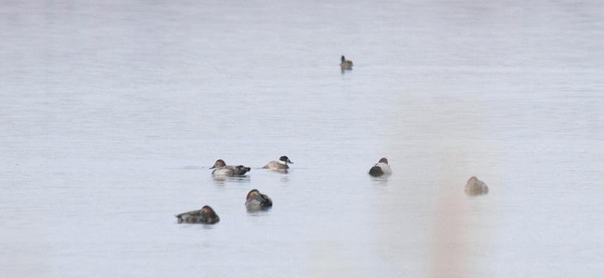 Rövidcsőrű lúd (Anser brachyrynchus) (19/148) 2015. december 14. Naszály, Ferencmajori-halastavak 1 pld. (Bátky Gellért). Kékcsőrű réce (Oxyura leucocephala) (n+11) 2015. március 21 25.