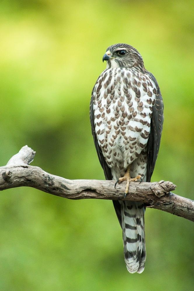 Oláh János) Kis héja (Accipiter brevipes) (a költőhelyeken kívül 1988 óta: 10, költés: 8/11) 2015. augusztus 12. Kecskemét, arborétum 1 juv.