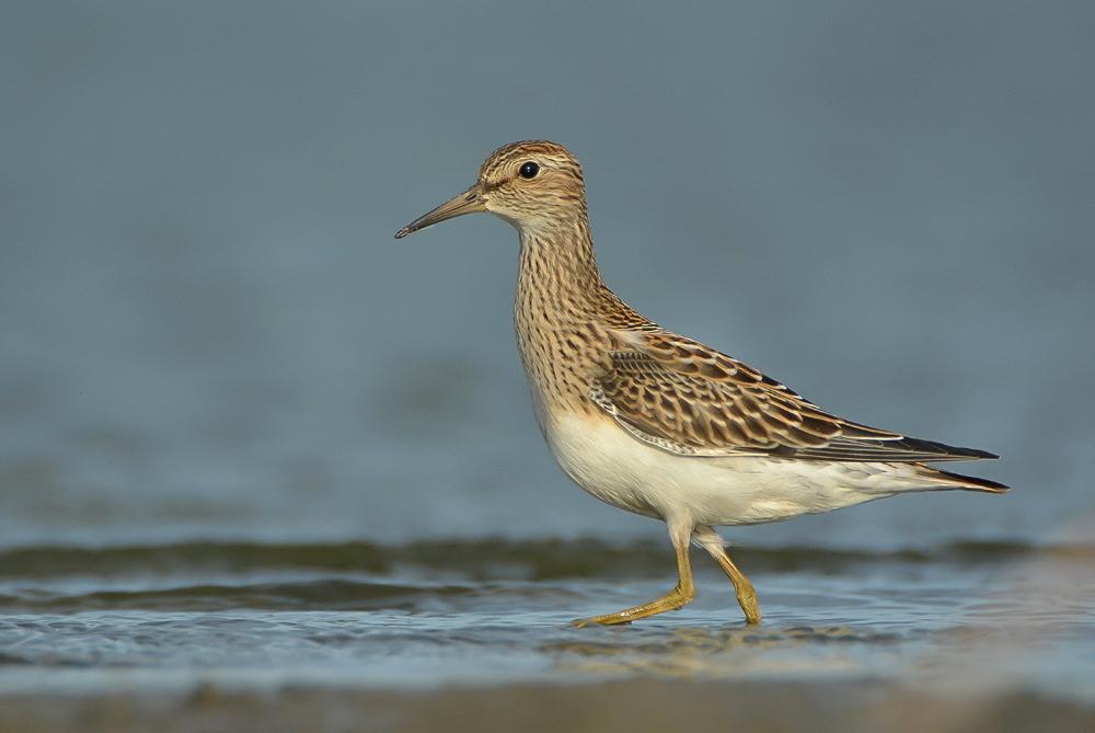 Vándorpartfutó (Calidris melanotos) 2015. szeptember 16. Nóráp (fotó: Hencz Péter) Terekcankó (Xenus cinereus) (77/88) 2015. május 13. Múcsony, Lánc-rét, ülepítő 1 ad. pld.