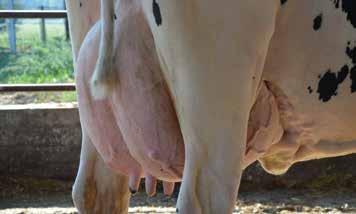 Rendkívül szép látvány 3257 Gina stílusos megjelenése, arányos külleme, feszes erős háta, negyedikes tehénként is csánk fölött lévő tőgyalapja, széles, erezett, kitűnő állományú tőgye.