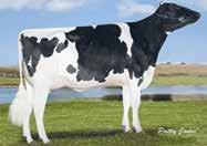 02 +50 76 % Fekete- és vöröstarka Holsteinben is fantasztikus lehetőség!