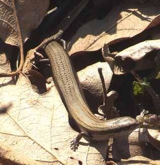 A kígyószerű lábatlangyík ritkán kerül szem elé. Sokan félnek tőle vagy agyonverik, mert kígyónak nézik, pedig teljesen ártalmatlan állatról van szó.
