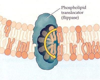 3 enzim működése alakítja ki az asszimetriát Flippáz, floppáz, szkrambláz Flippáz: foszfatidil