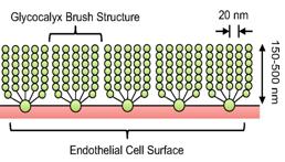 Sejtburok (glikokalix vagy external coat) A plazmamembránt kívülről körülvevő (extracelluláris felszínén) szénhidrátokban gazdag burok Vegyi